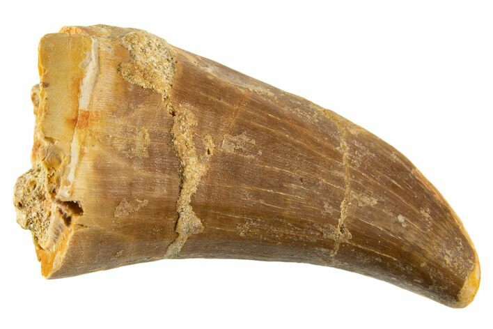 Fossil Mosasaur (Mosasaurus) Tooth - Morocco #332944